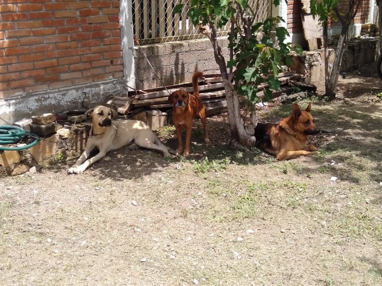 Actualizarán Reglamento para la Tenencia Responsables de mascotas en Tehuacán  