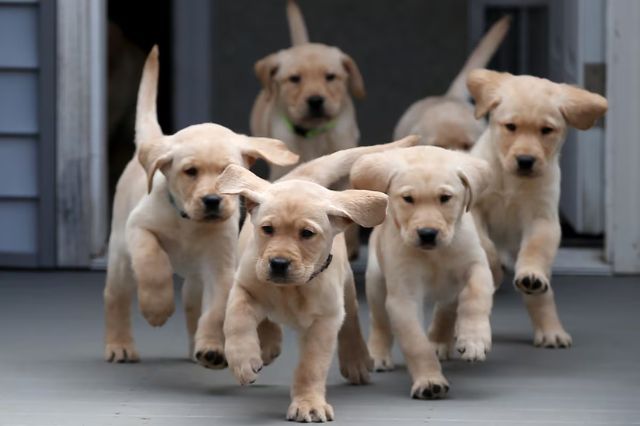 Senadores llaman a evitar regalar mascotas en día de Reyes