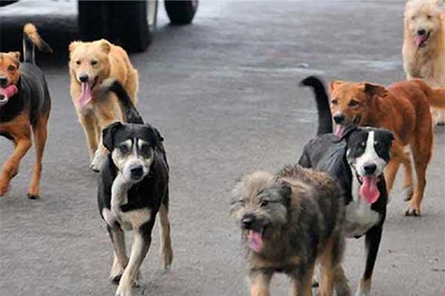   Realizan campaña de ayuda para perritos afectados por inundaciones 