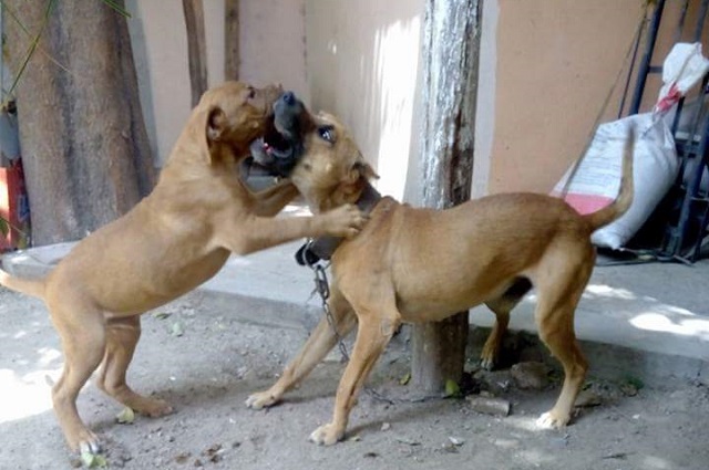 Acusan que Tehuacán otorgó permisos para peleas de perros