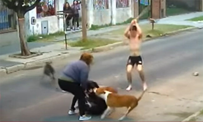 VIDEO Tres pitbull atacan a mujer y la dejan malherida