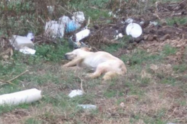 Denuncian envenenamiento de perros en Texmelucan