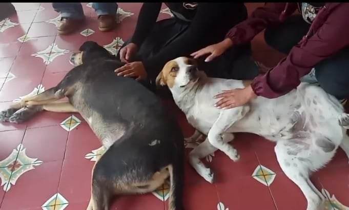 Atrae gobernador caso de supuesto maltrato de perros en Tehuacán