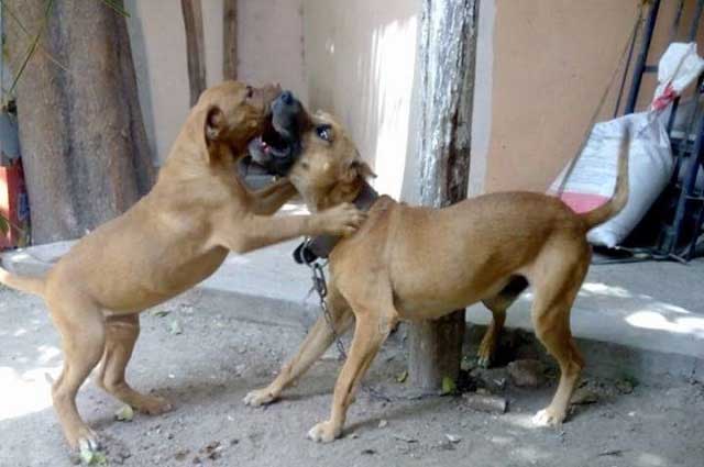 Perros desconocen a su cuidador en Huachinango, sufre mordeduras