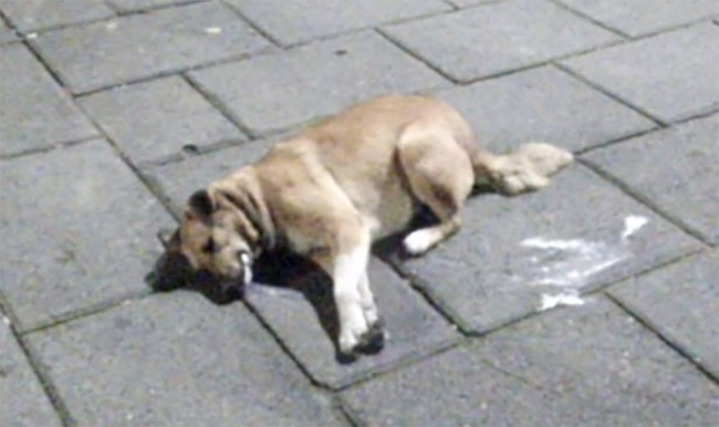 Envenenan a decena de perros callejeros en Teziutlán