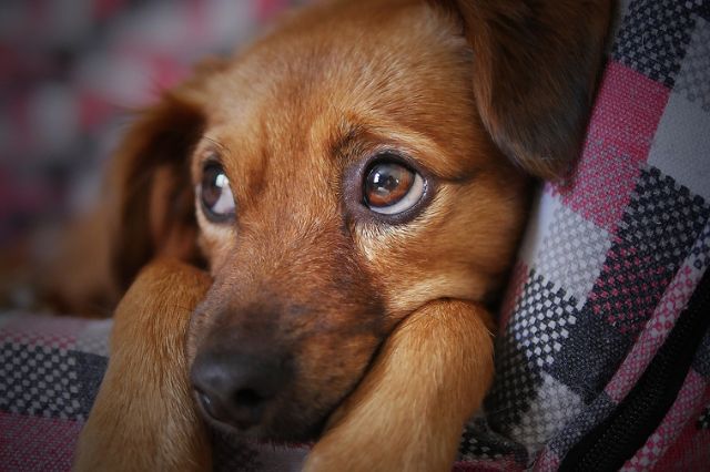 ¿Sabías que tu mascota puede tener ansiedad?