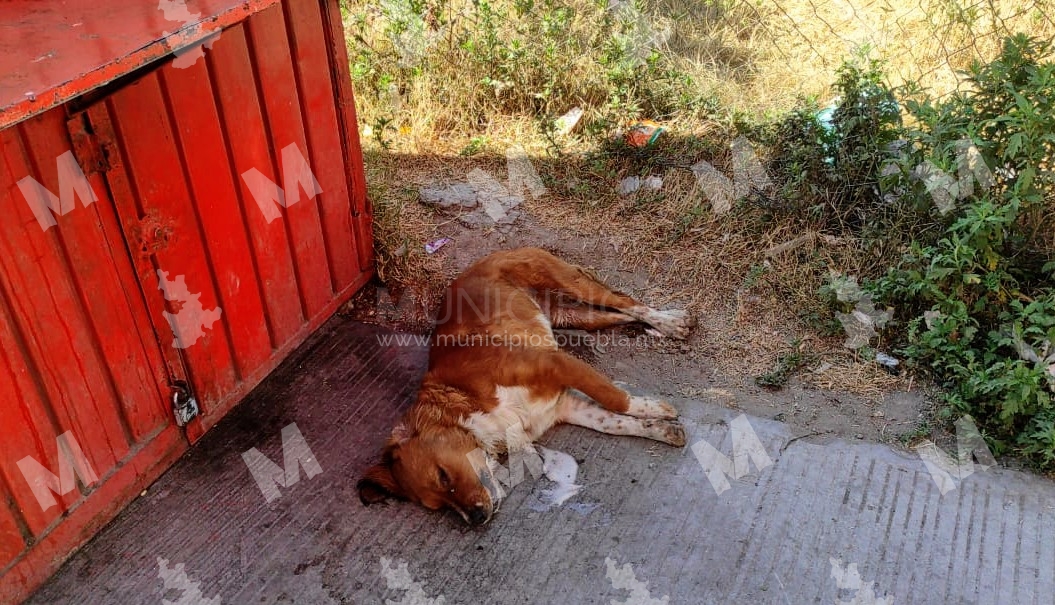 Envenenan a más de 10 perros en conjunto habitacional Paseos de Castillotla
