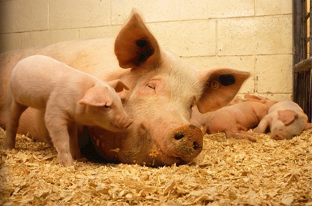 Nueva cepa de gripe porcina podría convertirse en la nueva pandemia