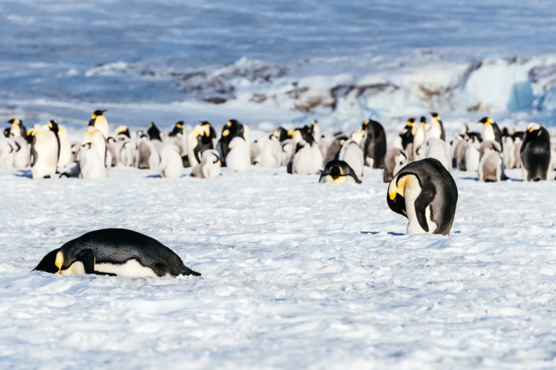 En riesgo de extinción pingüino emperador en la Antártica