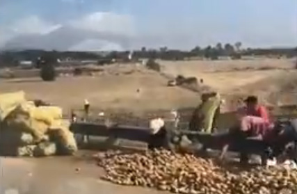 VIDEO Rapiña de piñas en el Arco Norte tras volcadura de tráiler