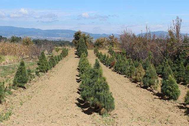 Alistan comercialización de árboles navideños de región de Tehuacán