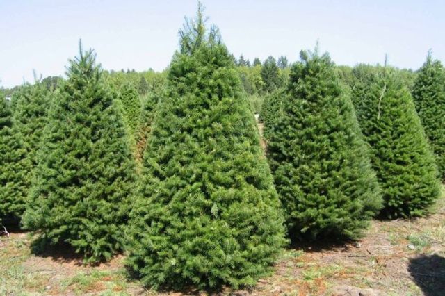 De la decoración a la cocina: ¿Es seguro comer tu árbol de Navidad?