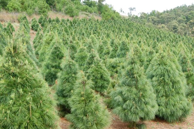 Puebla se posiciona como el segundo productor de árboles de Navidad naturales en México