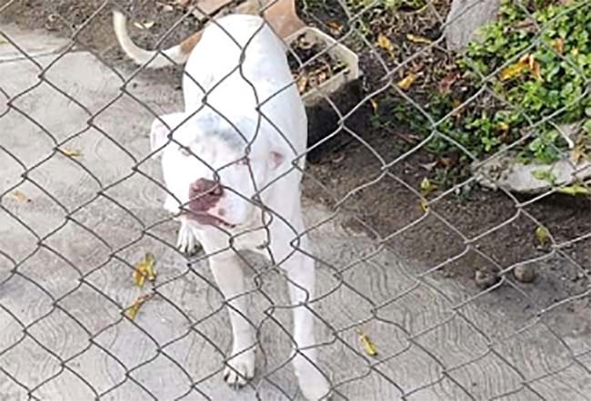 Uso de pirotecnia provoca desbandada de perros en Tehuacán