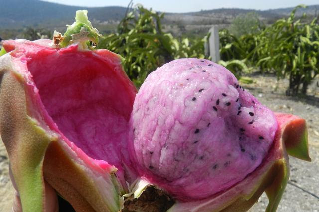 Habitantes de Zapotitlán le apuestan a la siembra para subsistir ante contingencia  