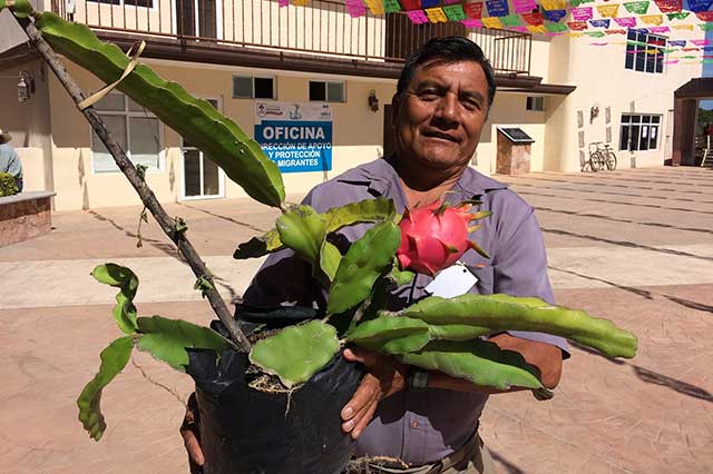 La pitahaya alienta economía de Santa Inés Ahuatempan