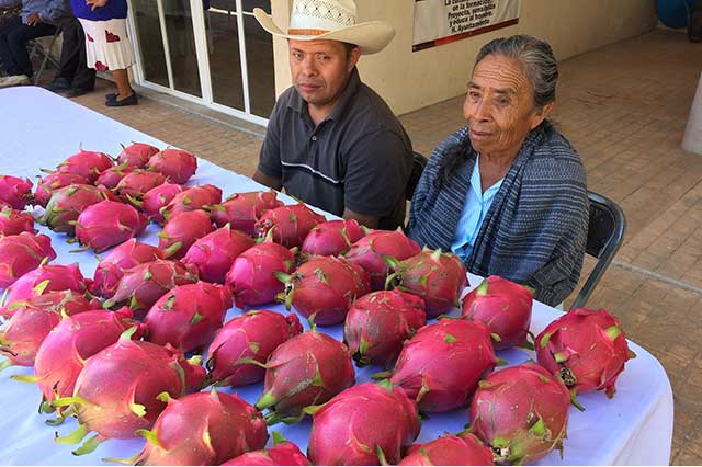 La pitaya, uno de los mejores ingresos para Acatlán 