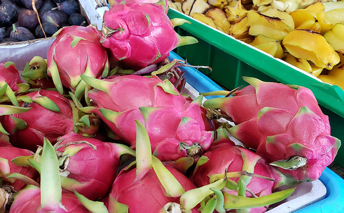 Por ser afrodisiaca, productores de pitahaya en Ahuatempan prevén exportarla a EU y Japón