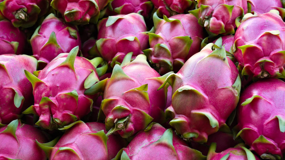 En plena feria de la Pitahaya acusan altos costos del fruto