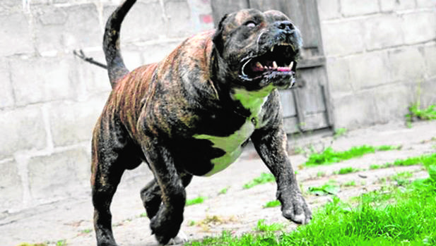 Vecinos de Huejotzingo denuncian agresiones de perros callejeros