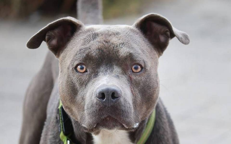 Ataca perro pitbull a su dueña en Salamanca y le quita la vida