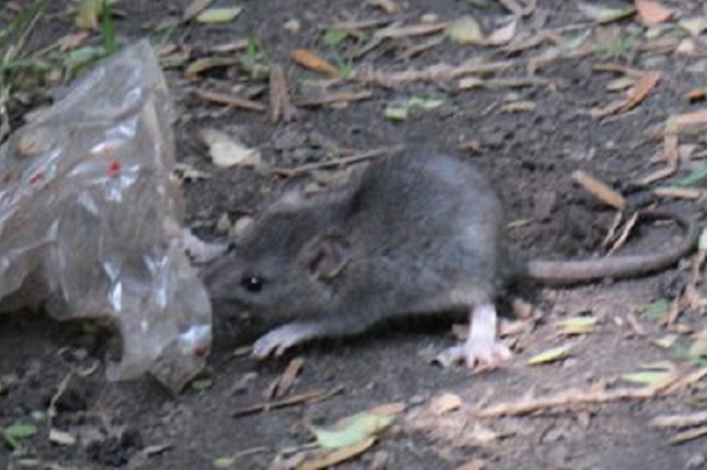 Preocupa plaga de ratas a habitantes de la colonia Amor