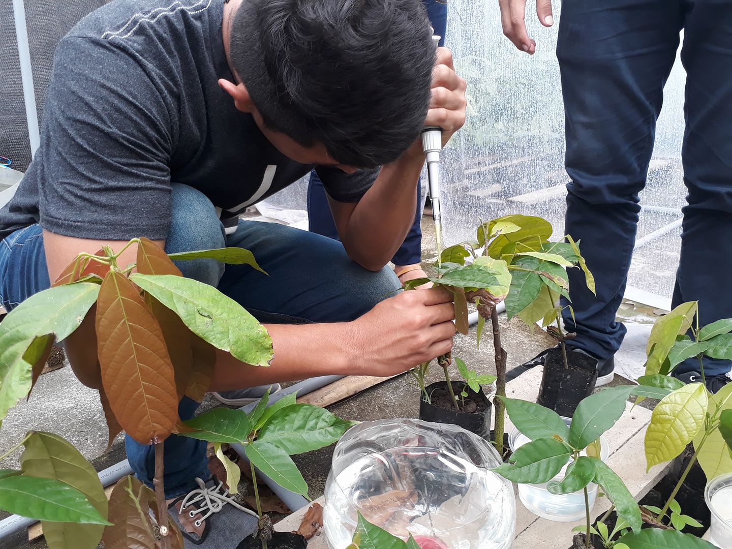 Plaga amenaza plantaciones de aguacate en Puebla