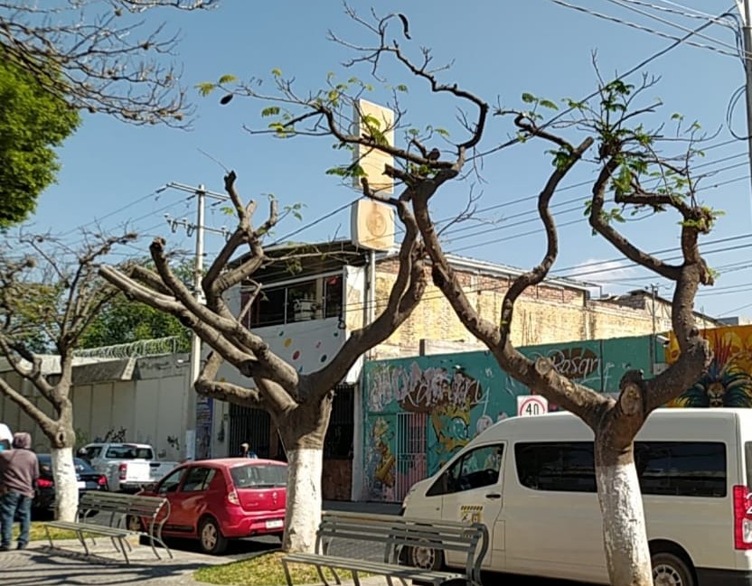 Afecta plaga de heno más de 20 árboles del Paseo Hidalgo de Tehuacán 