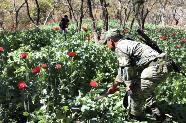 Operativo en Guerrero; más de 33 mil plantas de amapola destruidas y armas aseguradas