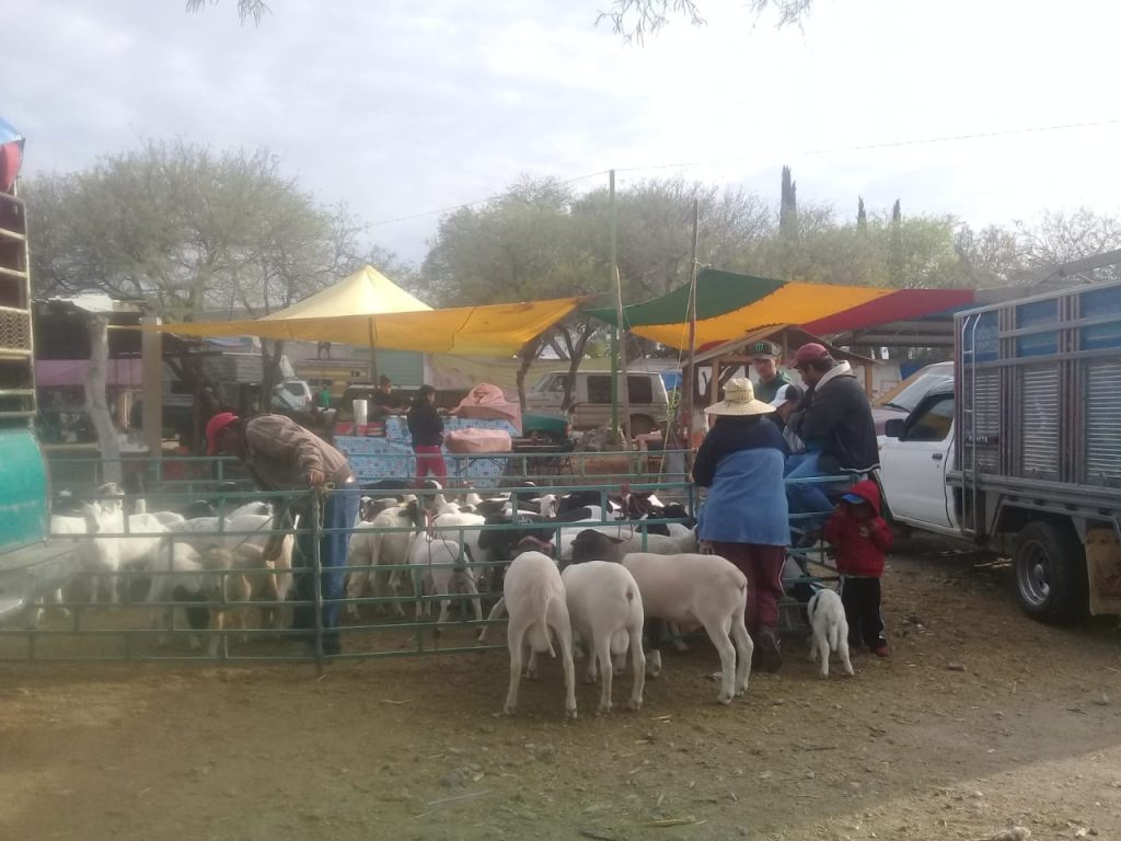 Se reinstalará plaza de animales y alimentos en Tlacotepec pese a COVID-19