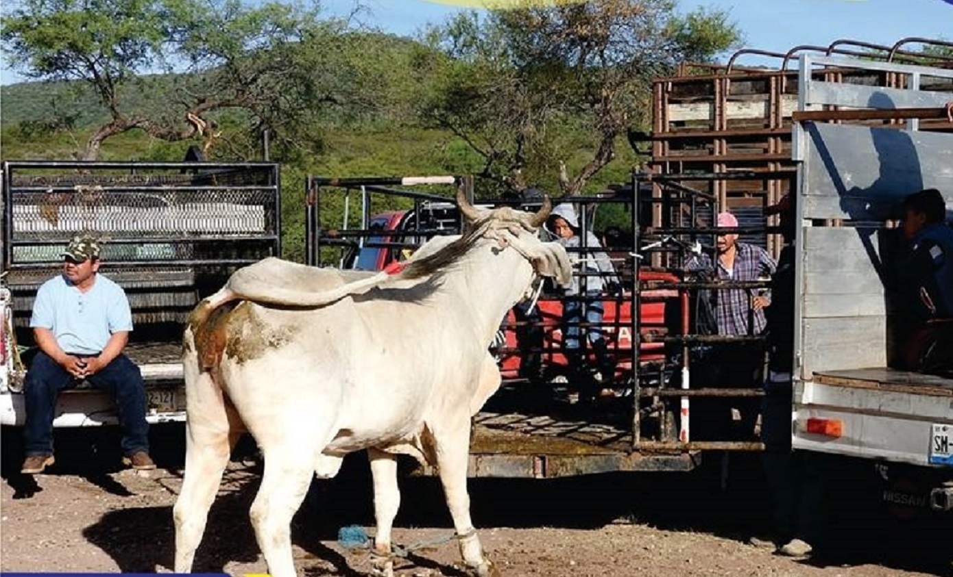 Autoridades inauguran mercado de ganado en Petlalcingo