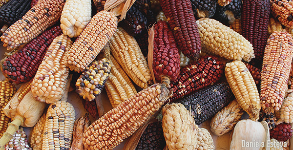 Agricultura preservará y producirá 64 razas de maíces nativos de México