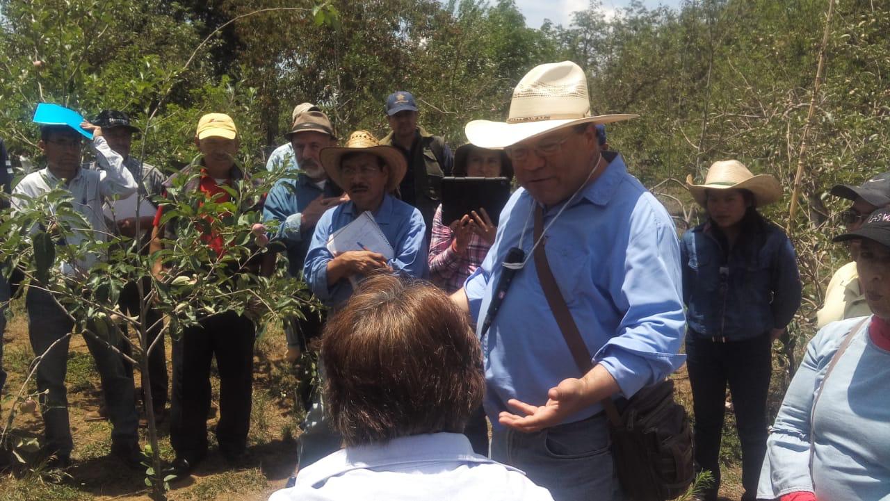 Impulsan producción frutal en Zacatlán