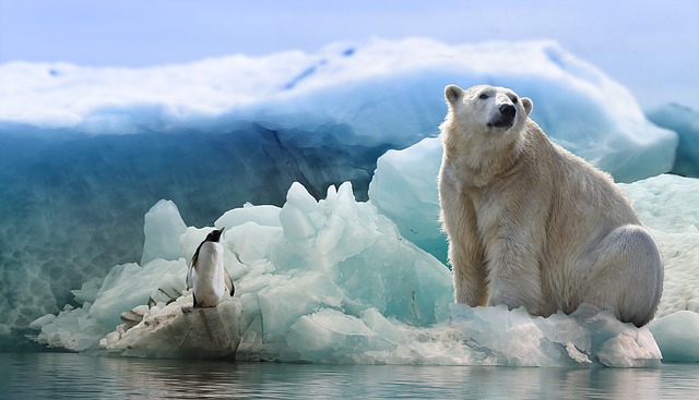 Podríamos ser testigos y culpables de la extinción de osos polares