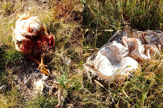 Acusan tiradero de pollos muertos en terreno de Sanctorum