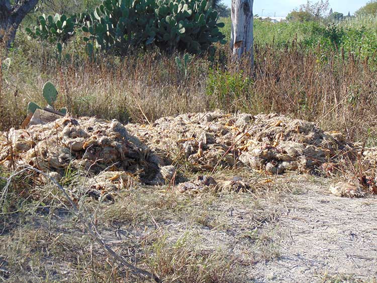 Tiran una tonelada de pollos muertos en Tehuacán