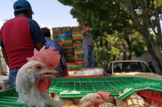 Detectan 296 mil aves con influenza en México