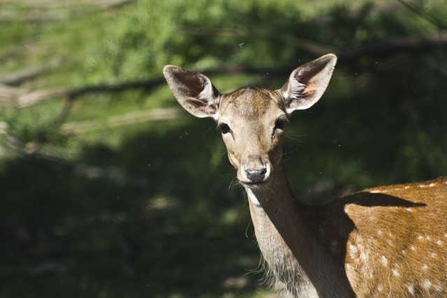 VIDEO Se hace viral escena de la vida real de Bambi