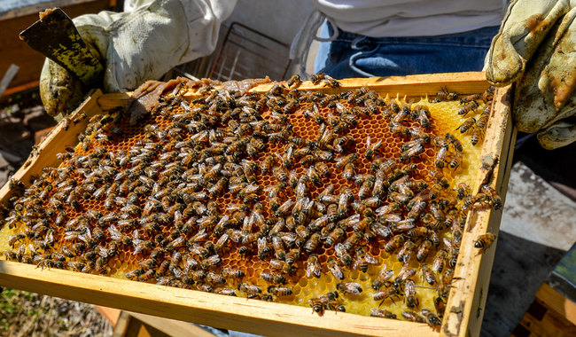 Presenta Agricultura protocolo para conservar población de abejas melíferas tras picaduras