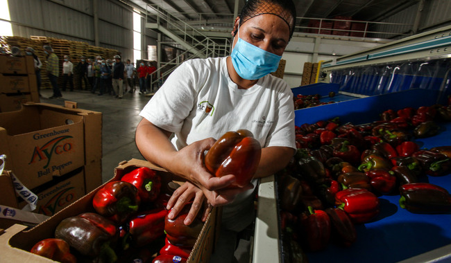 Este 2024 exportaciones agropecuarias y agroindustriales suman 14 mil 230 mdd