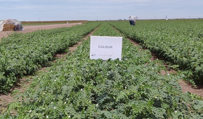 Ofrece Agricultura a campesinos variedad de garbanzo más tolerante a enfermedades