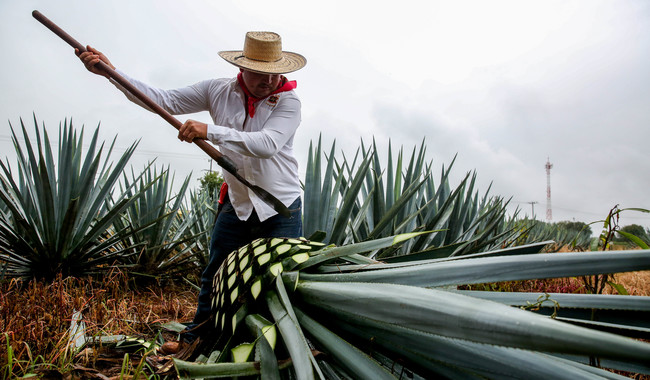 Sector agropecuario y agroindustrial de México registran nuevo récord en exportaciones