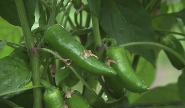 México, segundo exportador de chile, brócoli, coliflor, limón y pepino