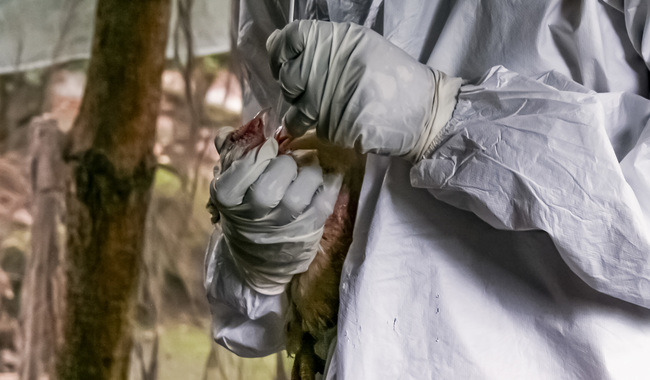 Erradican foco de influenza aviar en traspatio de Temascalcingo, Edomex