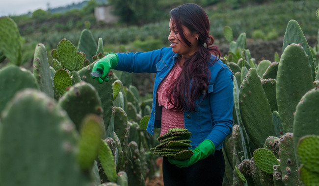 Listos, el chile verde, cebolla, jitomate y nopalitos para las fiestas patrias