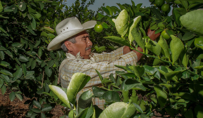 México, segundo productor y exportador mundial de limones y limas