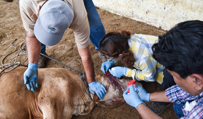 México, en alerta por avance del gusano barrenador del ganado