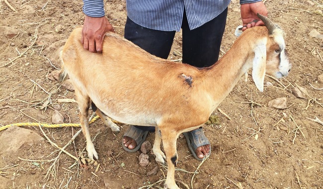 Exhorta Agricultura a ganaderos a aplicar vacunas preventivas contra rabia paralítica