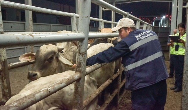 México revalida ante la OMSA su estatus como libre de enfermedades más devastadoras de los animales