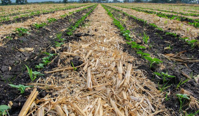 Piden Agricultura y Medio Ambiente no realizar quemas agropecuarias en temporada invernal